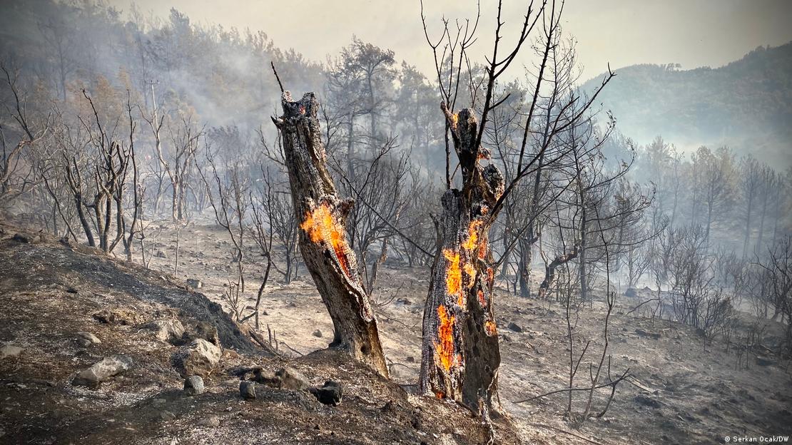 Türkiye'de orman yangınları zeytin ağaçlarını da yok ediyor. 
