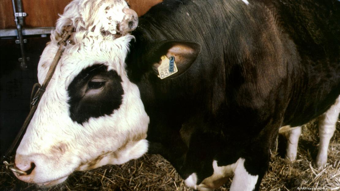 Ocak aynda 874 bin 67 ton olan ticari süt iletmelerince toplanan inek sütü miktar ubatta yüzde 9,2 azalarak 793 bin 384 ton oldu.