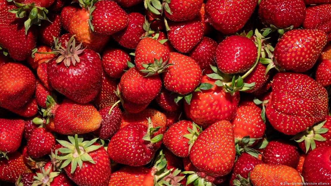 Erdbeeren auf Erdbeerplantage