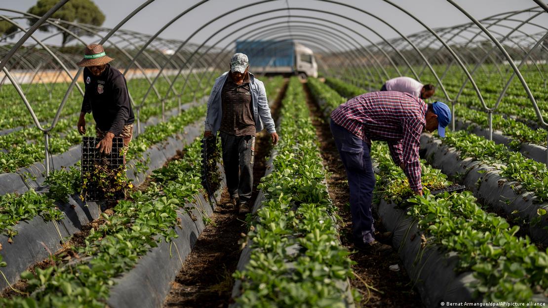 Spanien Erdbeeranbau sorgt in Spanien für Streit